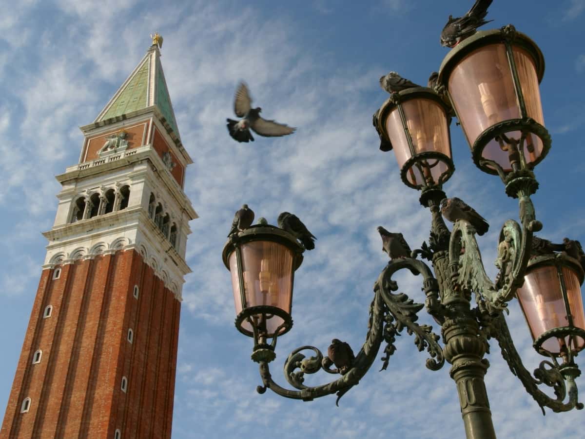 Pigeons on St Marks Square
