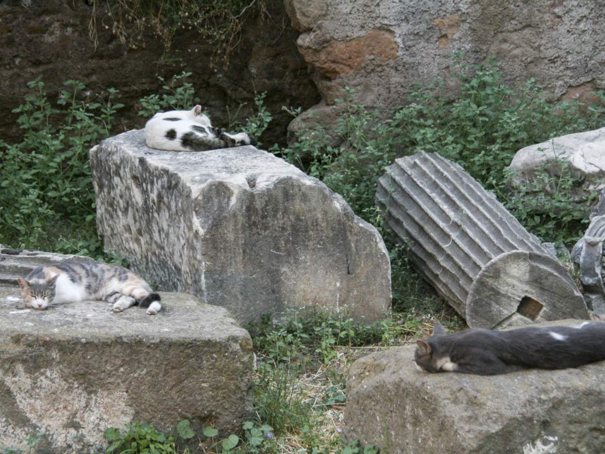 Cats sleeping on ancient ruins in Rome